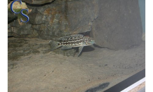 Lepidiolamprologus nkambae